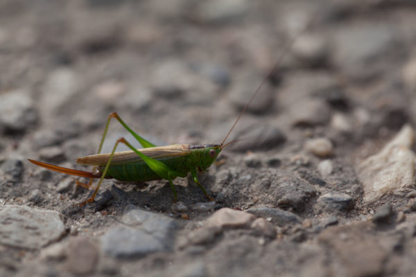 INSECTEN
