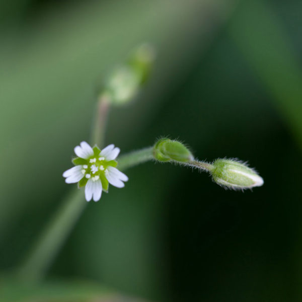 FLORA